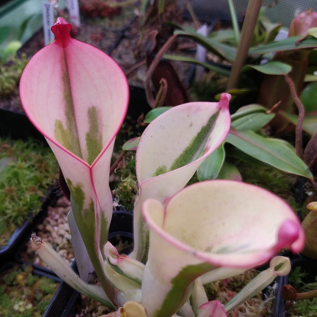 Heliamphora Flamingo