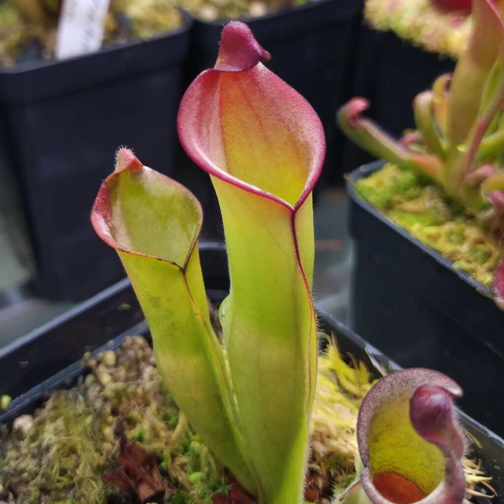 Heliamphora heterodoxa