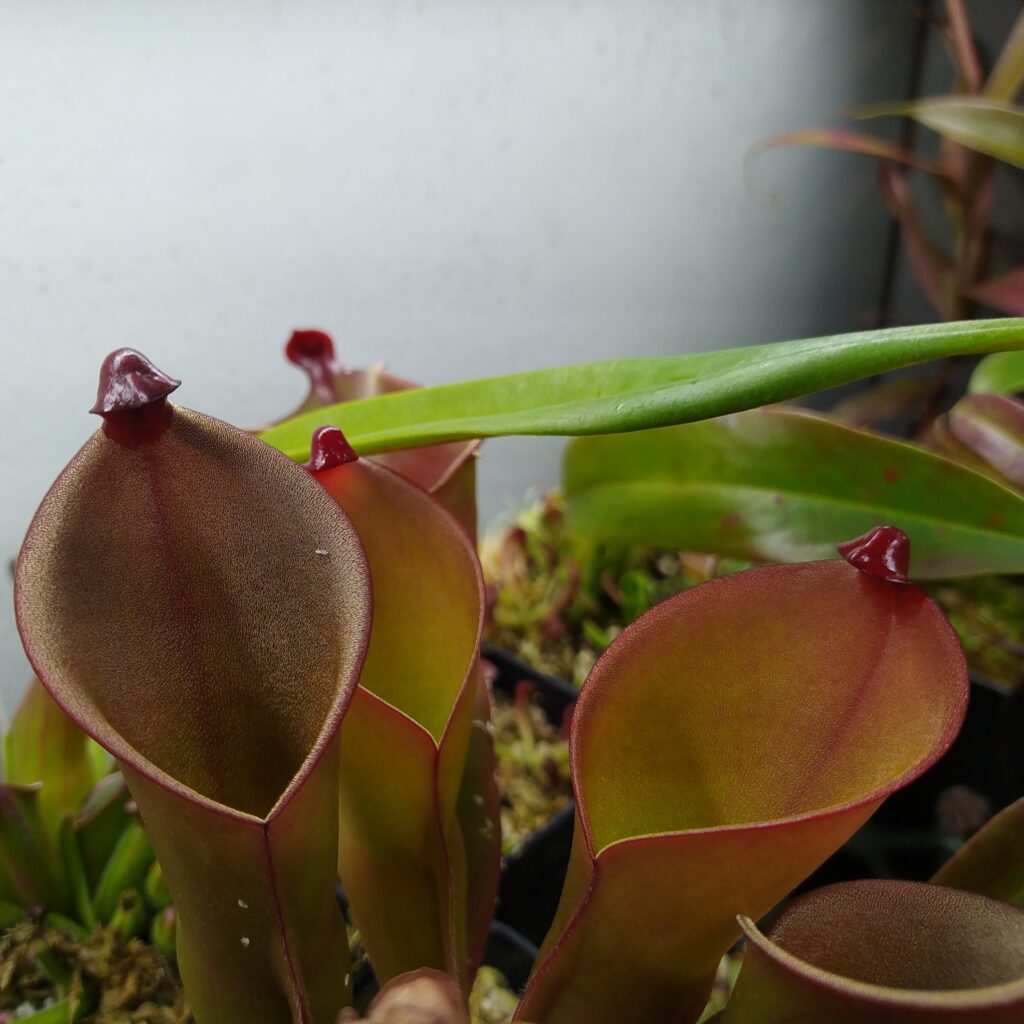 Heliamphora heterodoxa x ionasi