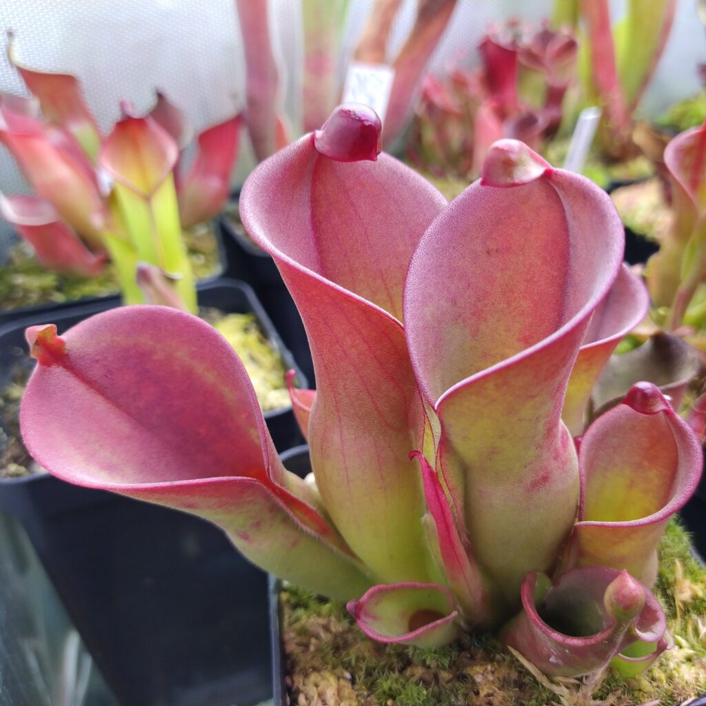 Heliamphora heterodoxa x minor