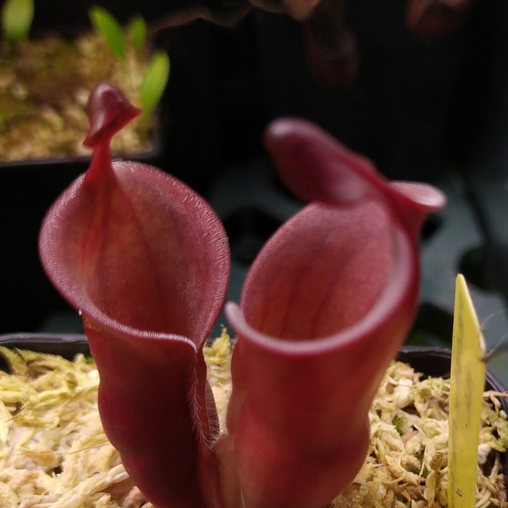 Heliamphora minor var. pilosa x macdonaldae