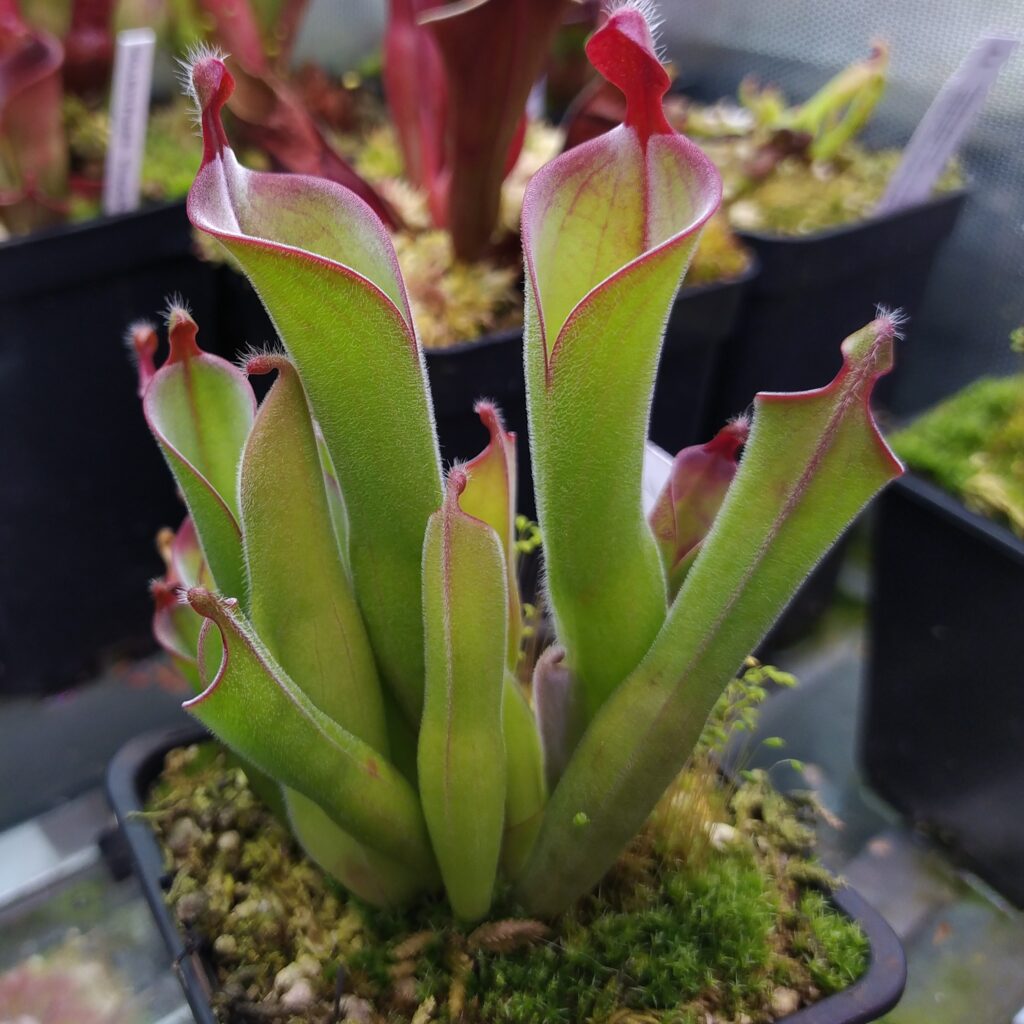 Heliamphora parva