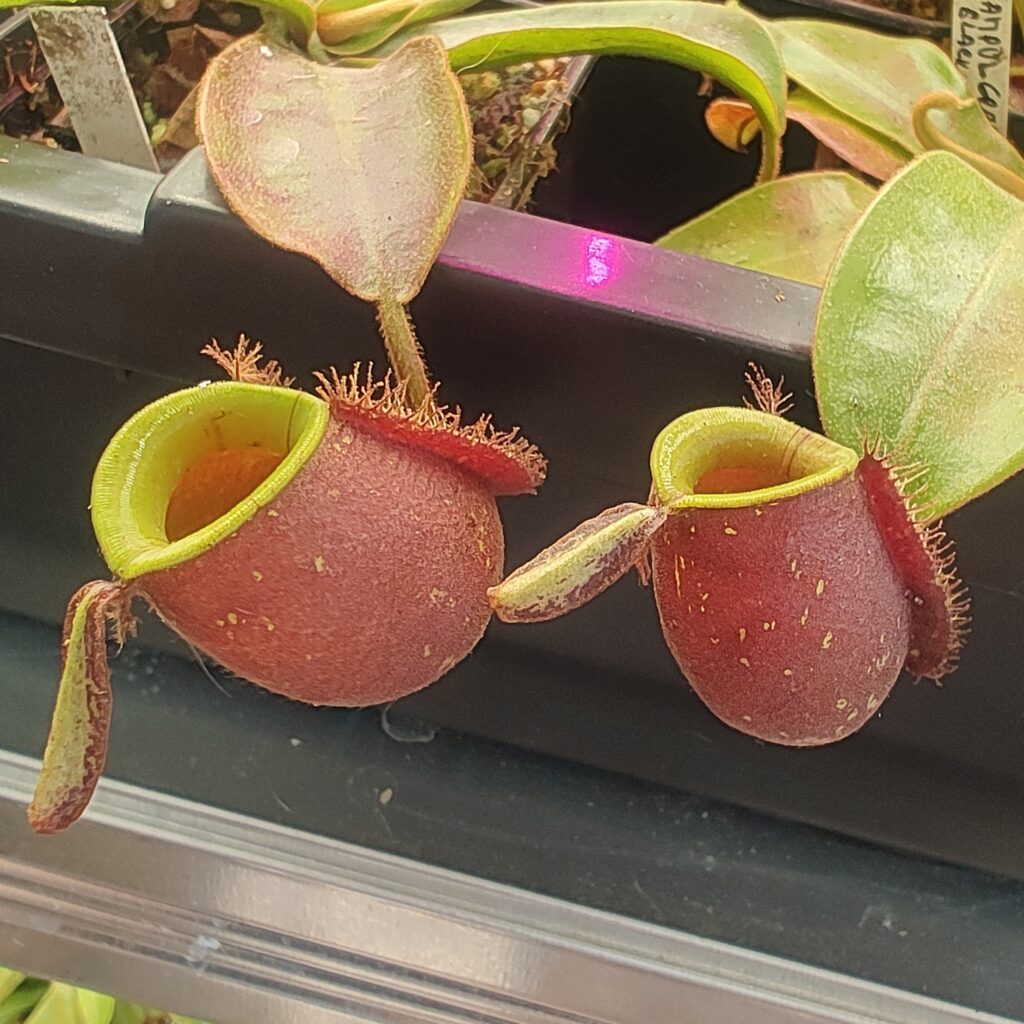 Nepenthes ampularia 'red'