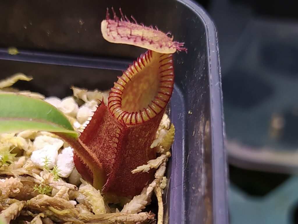 Nepenthes diabolica