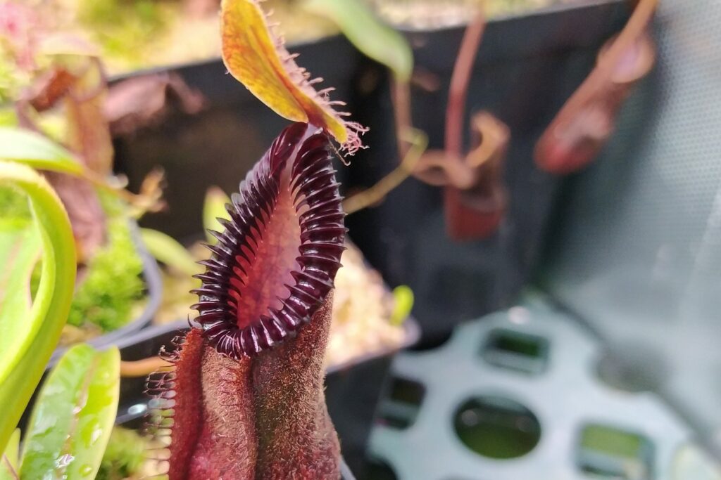 Nepenthes diabolica x hamata