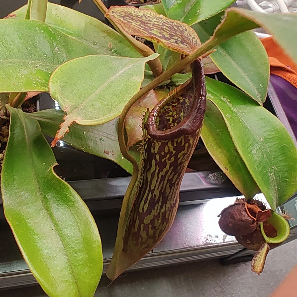 Nepenthes maxima x vogelli
