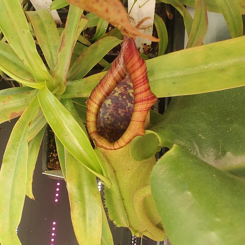 Nepenthes truncata