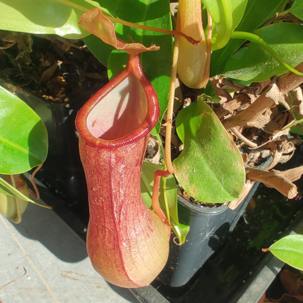 Nepenthes ventrata