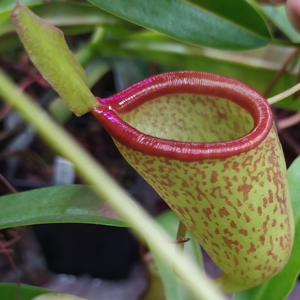 Nepenthes ventricosa x inermis