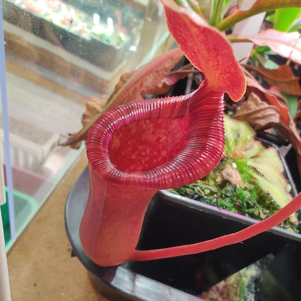 Nepenthes x briggsiana