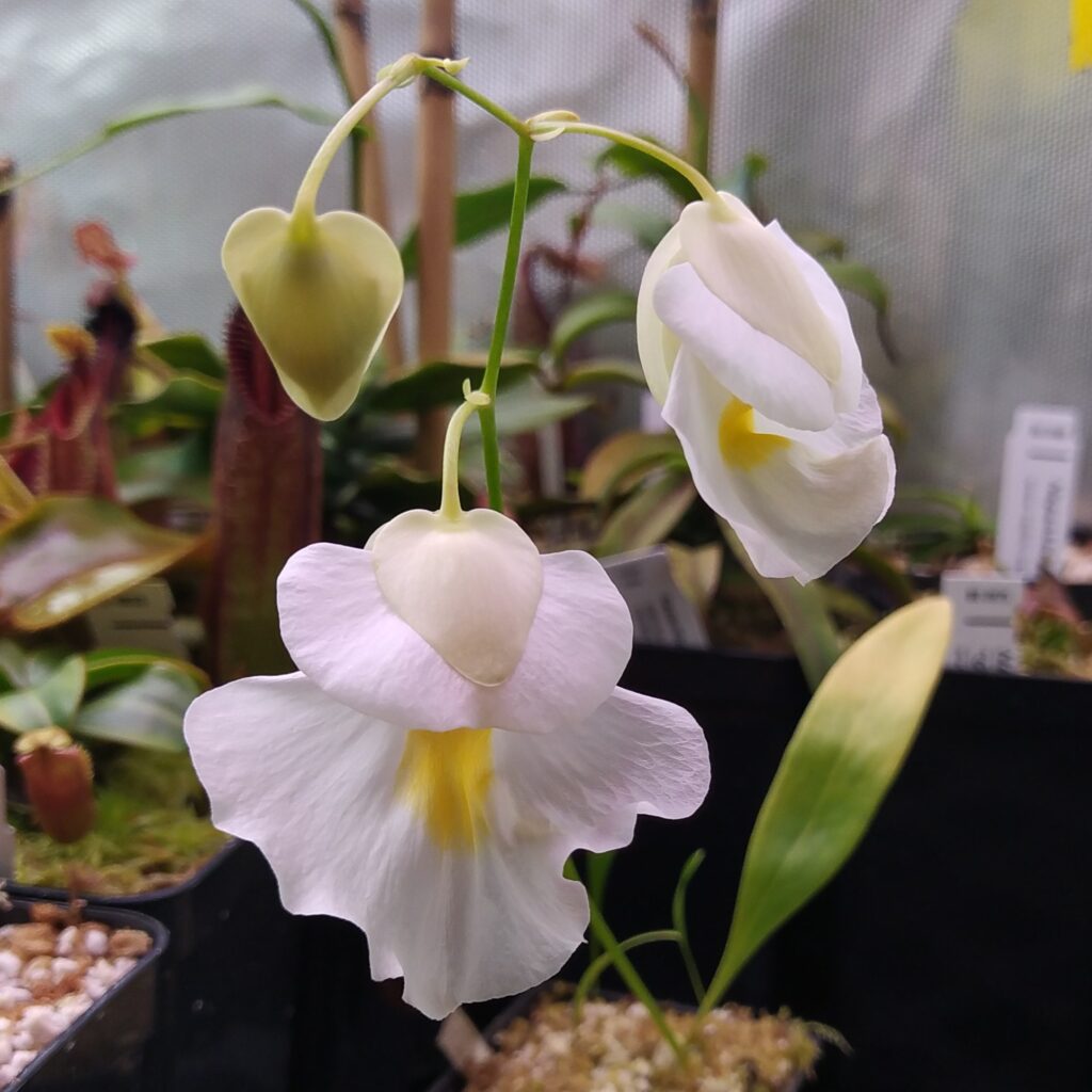 Utricularia alpina {Cerro Culebra, Venezuela}