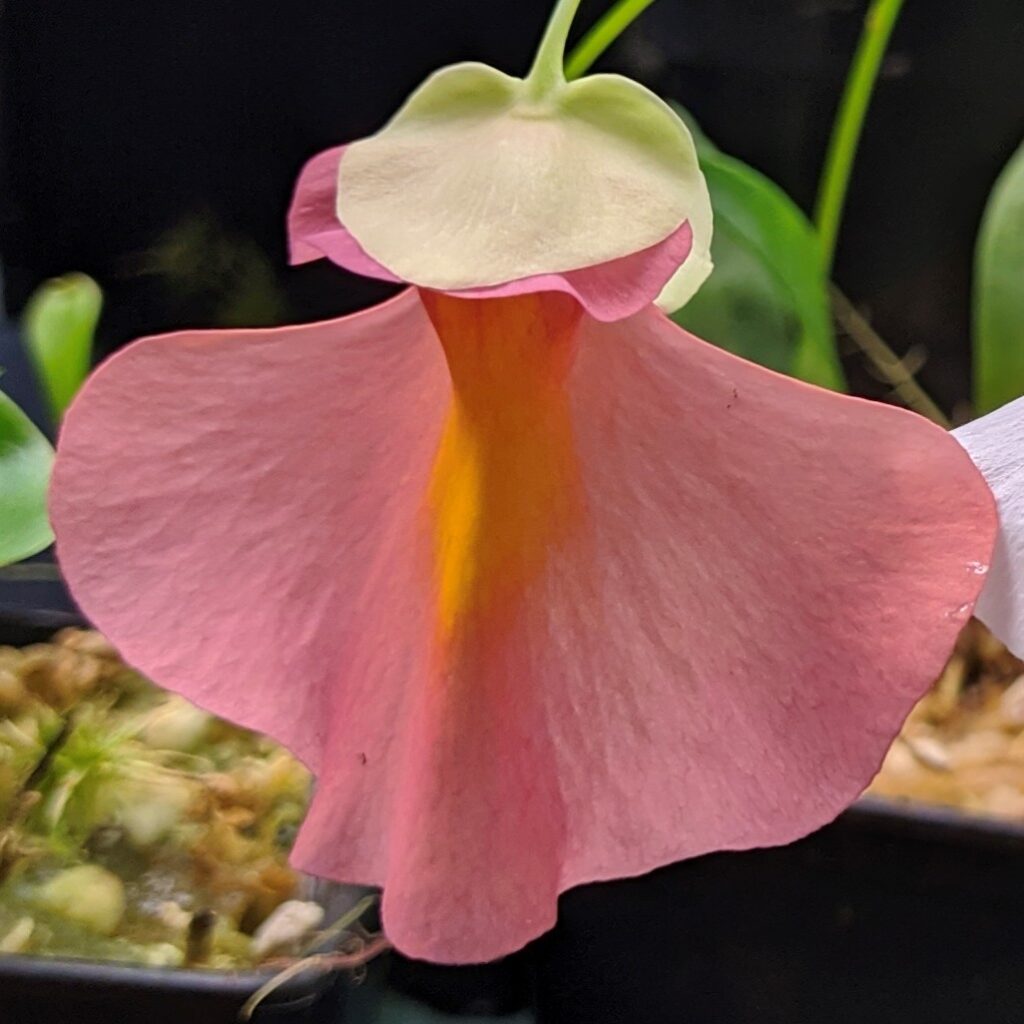 Utricularia alpina x campbelliana