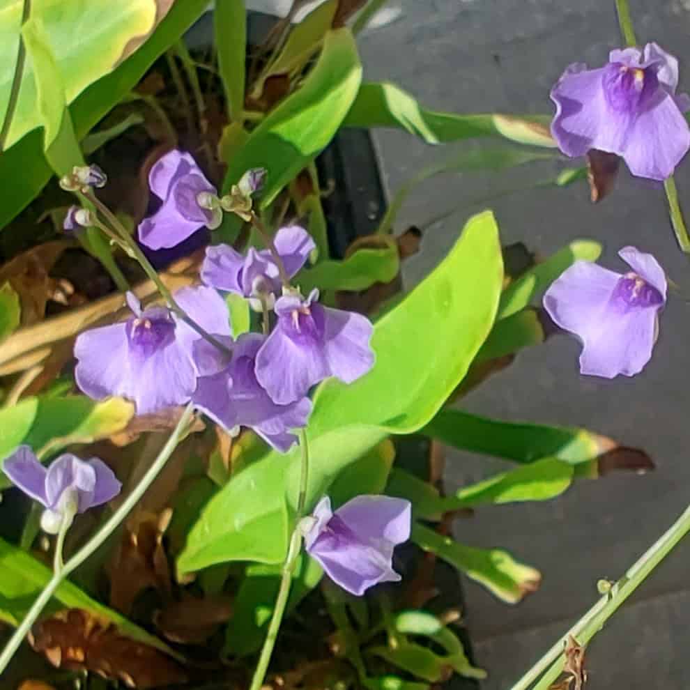 Utricularia biloba