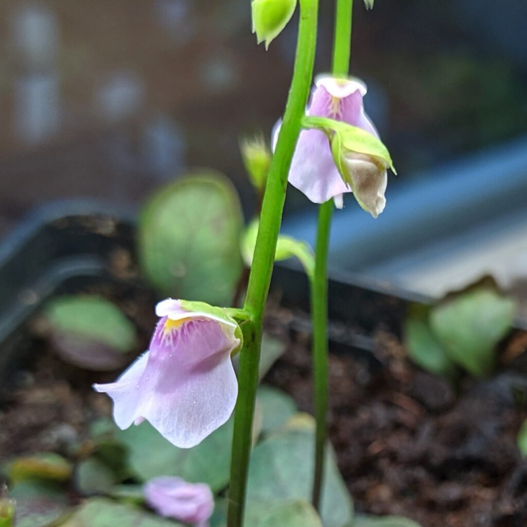 Utricularia calycifida