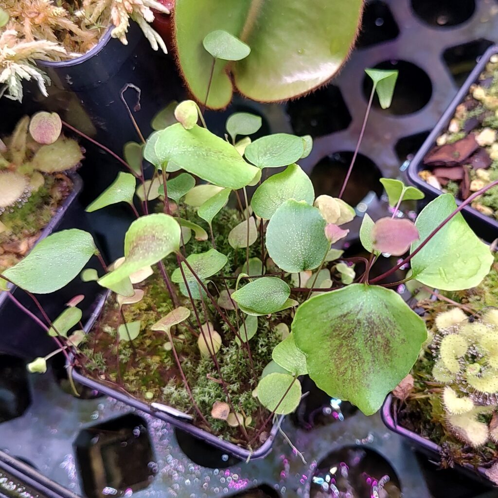 Utricularia geminiloba {Serra dos Orgaos, Brazil}