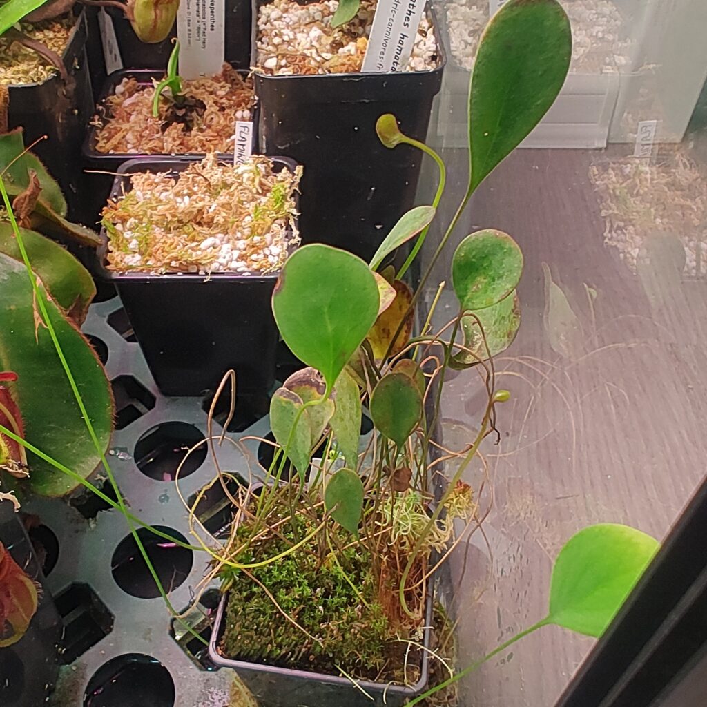 Utricularia humboldtii