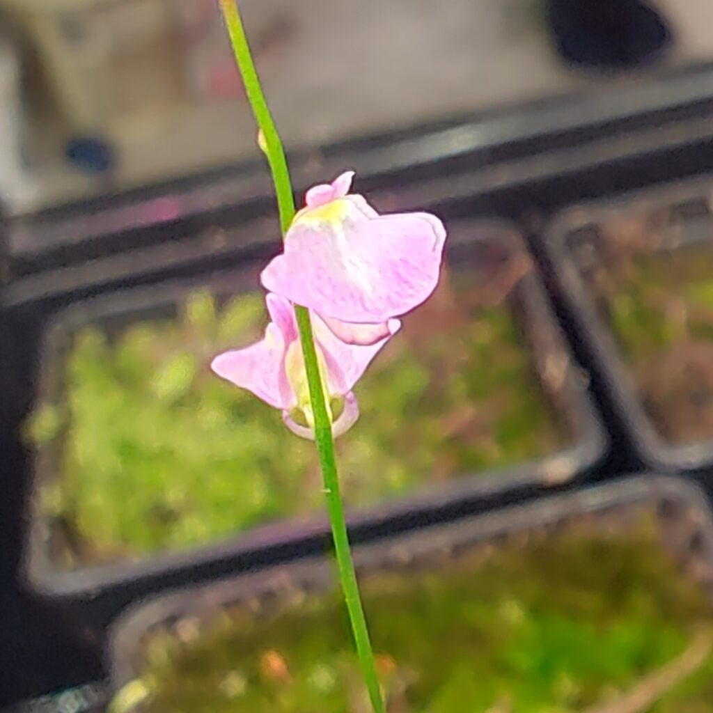 Utricularia lateriflora {Mt. Compas, Adelaide hills, Australia}