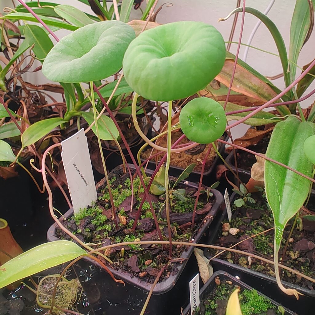 Utricularia nelumbifolia