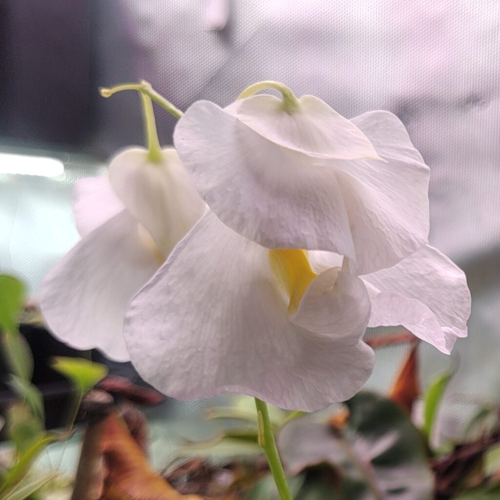 Utricularia praetermissa