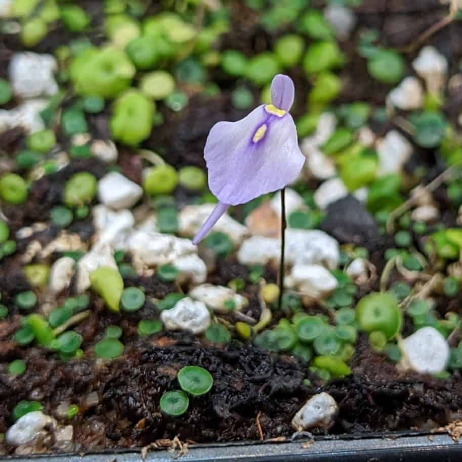 Utricularia pubescens {Serra do Caraca}