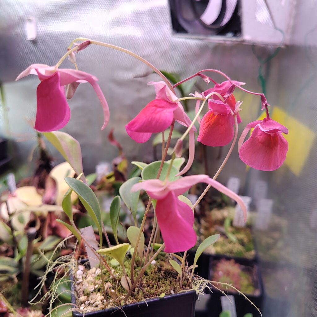 Utricularia quelchii {Amuri Tepui, Venezuela}