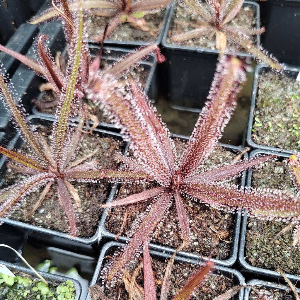 Drosera adelae