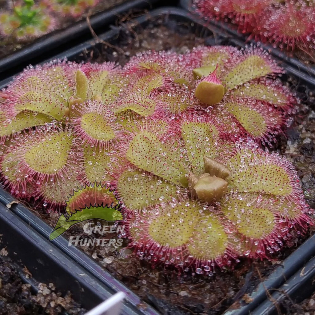 Drosera admirabilis {Bain's Kloof, Western Cape, South Africa}