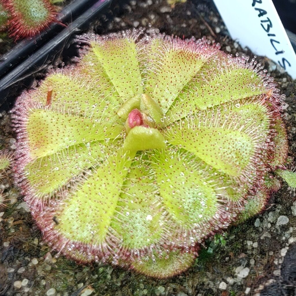 Drosera admirabilis {Ceres R.S.A}