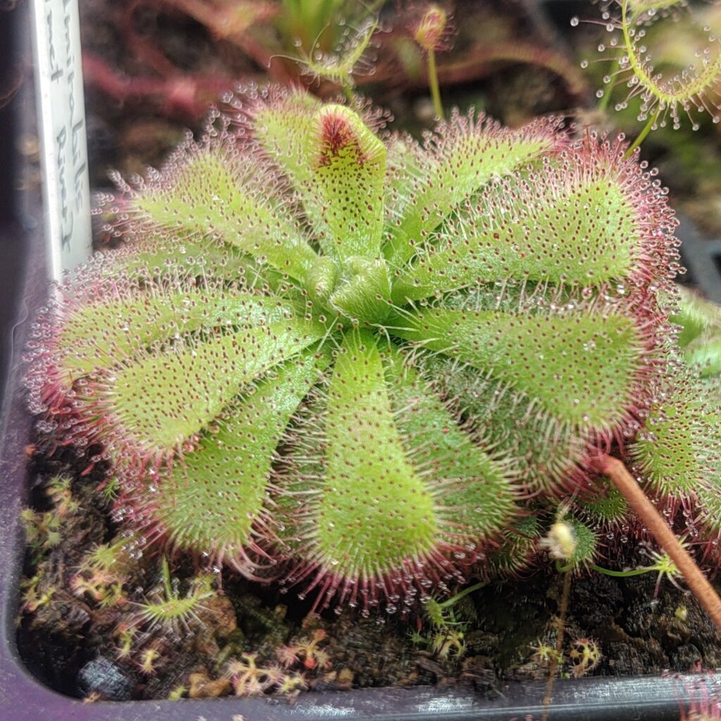 Drosera admirabilis {Palmiet River, South Africa}