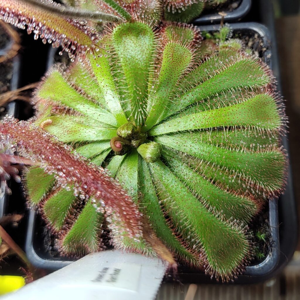 Drosera aliciae Giant Rosette
