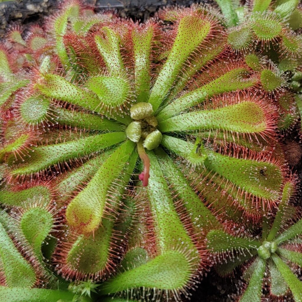 Drosera aliciae {Muizenberg, Cape Peninsula}, large rosettes