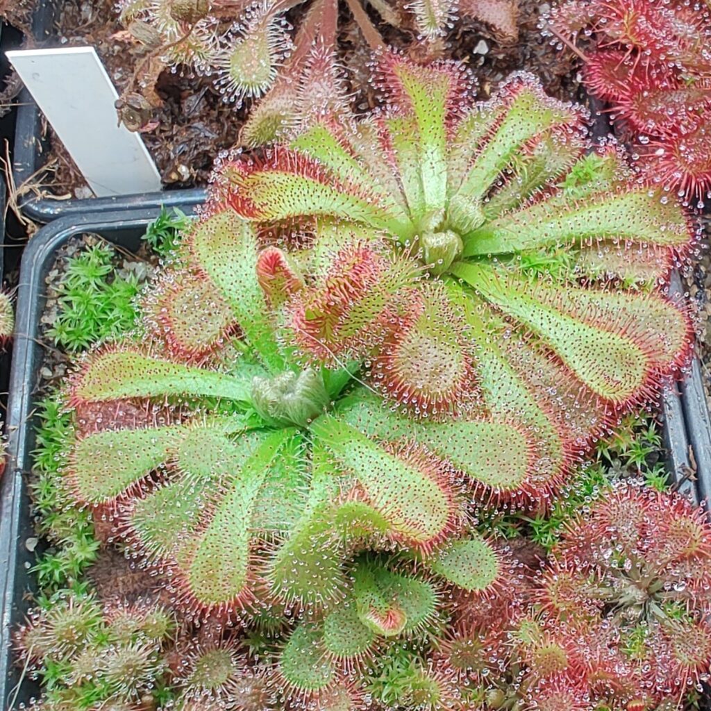 Drosera aliciae {Silvermine Nature Reserve, Western Cape, RSA}