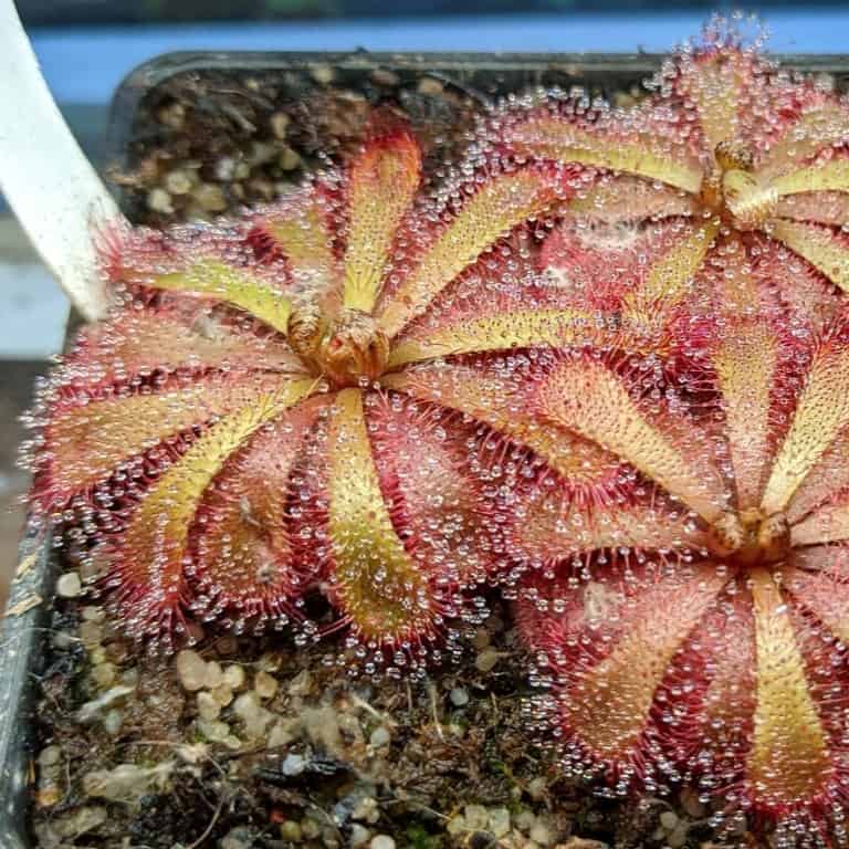 Drosera aliciae {Table Mountain, South Africa}