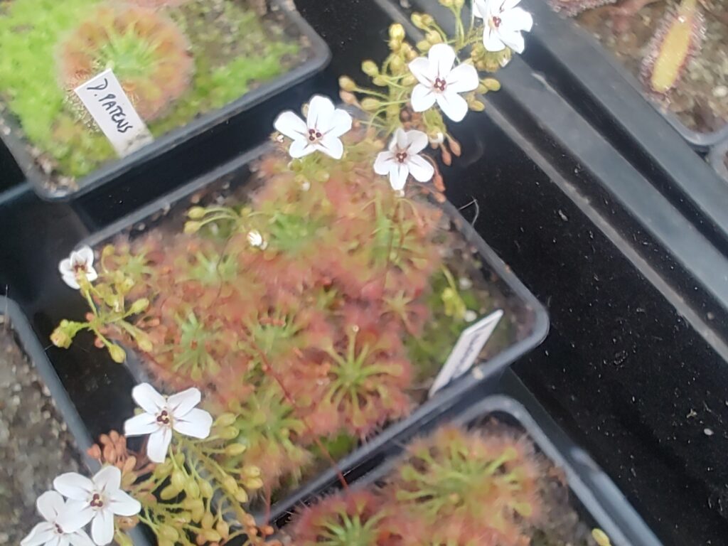 Drosera allantostigma