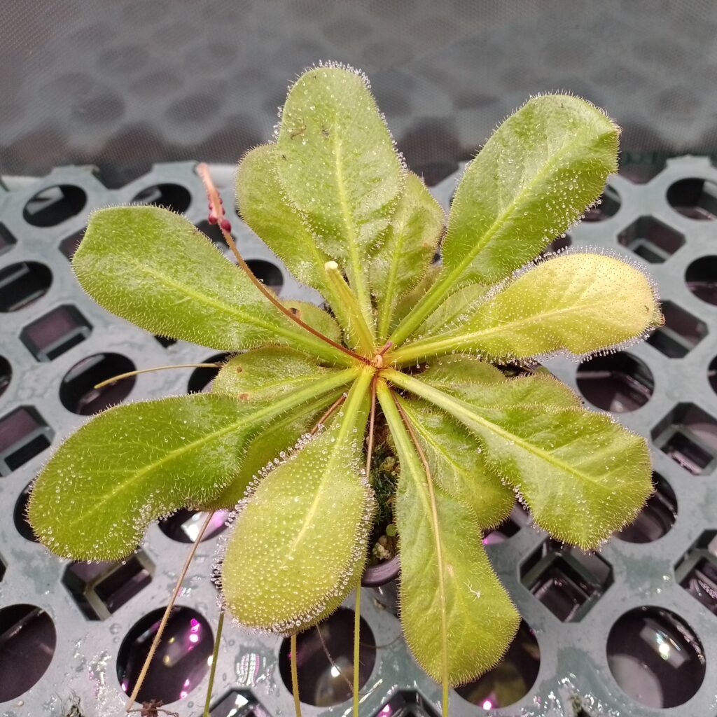 Drosera andromeda