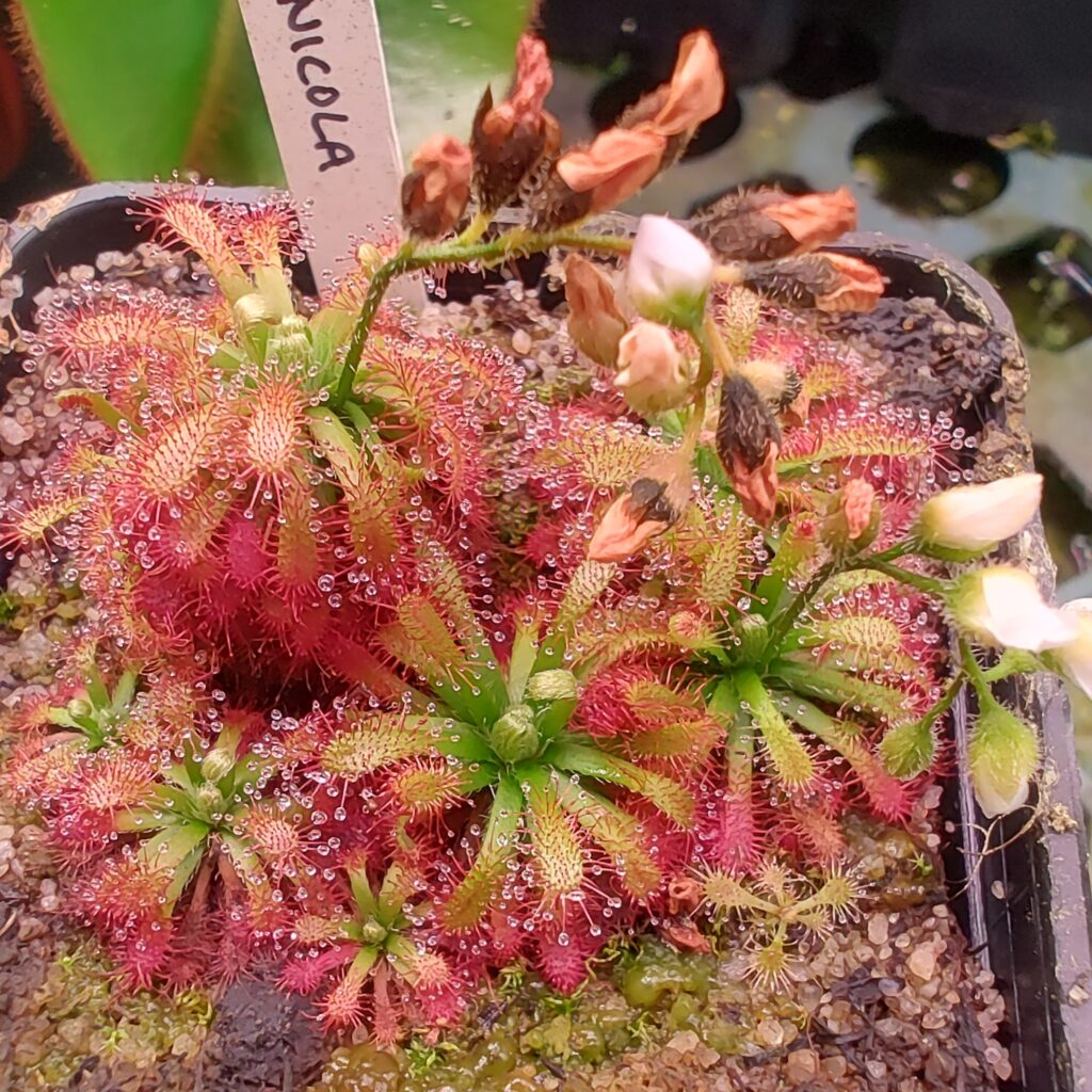 Drosera arenicola {Gran Sabanna, Venezuela}