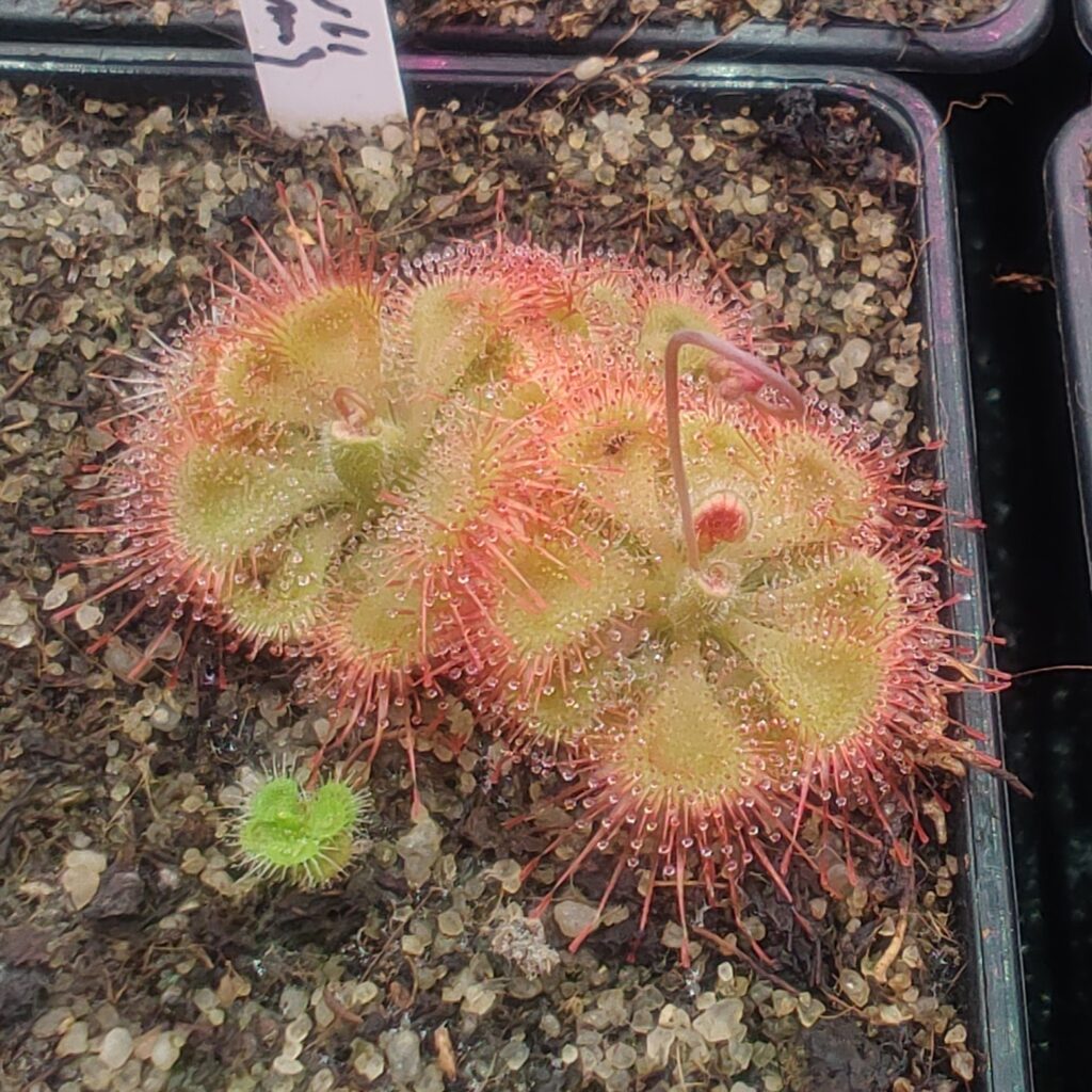 Drosera burmannii {Central Sulawesi, 1600m}
