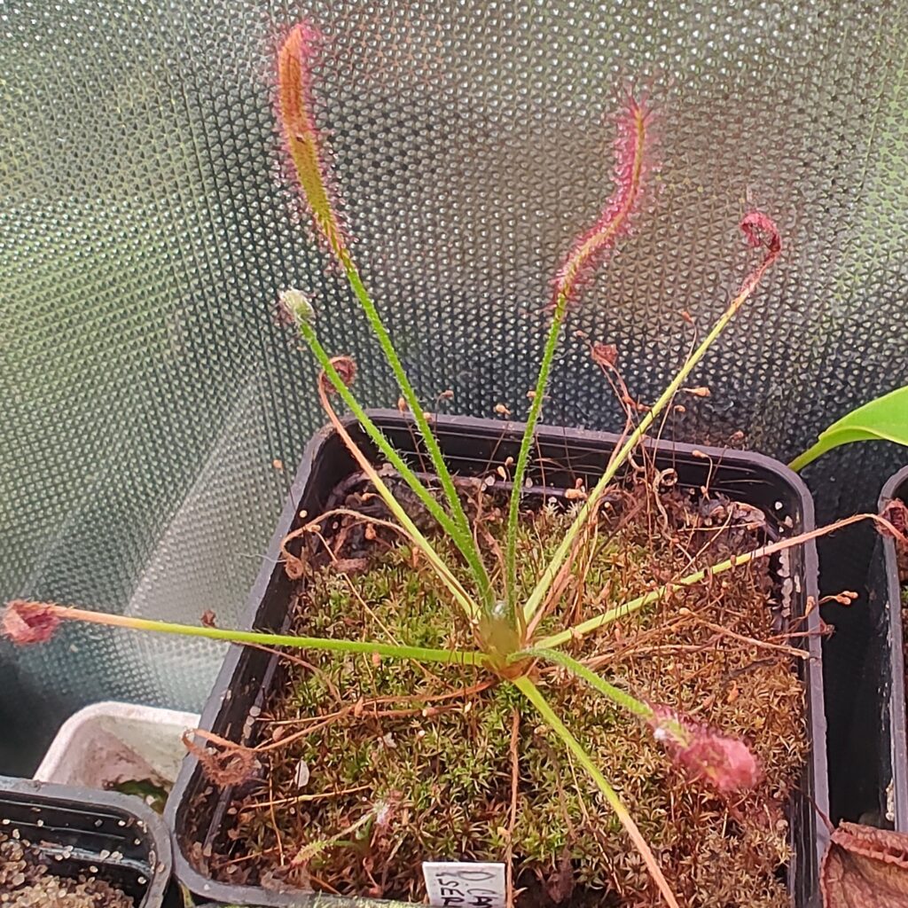 Drosera camporupestris {Serra do Cipó, Minas Gerais, Brazil}