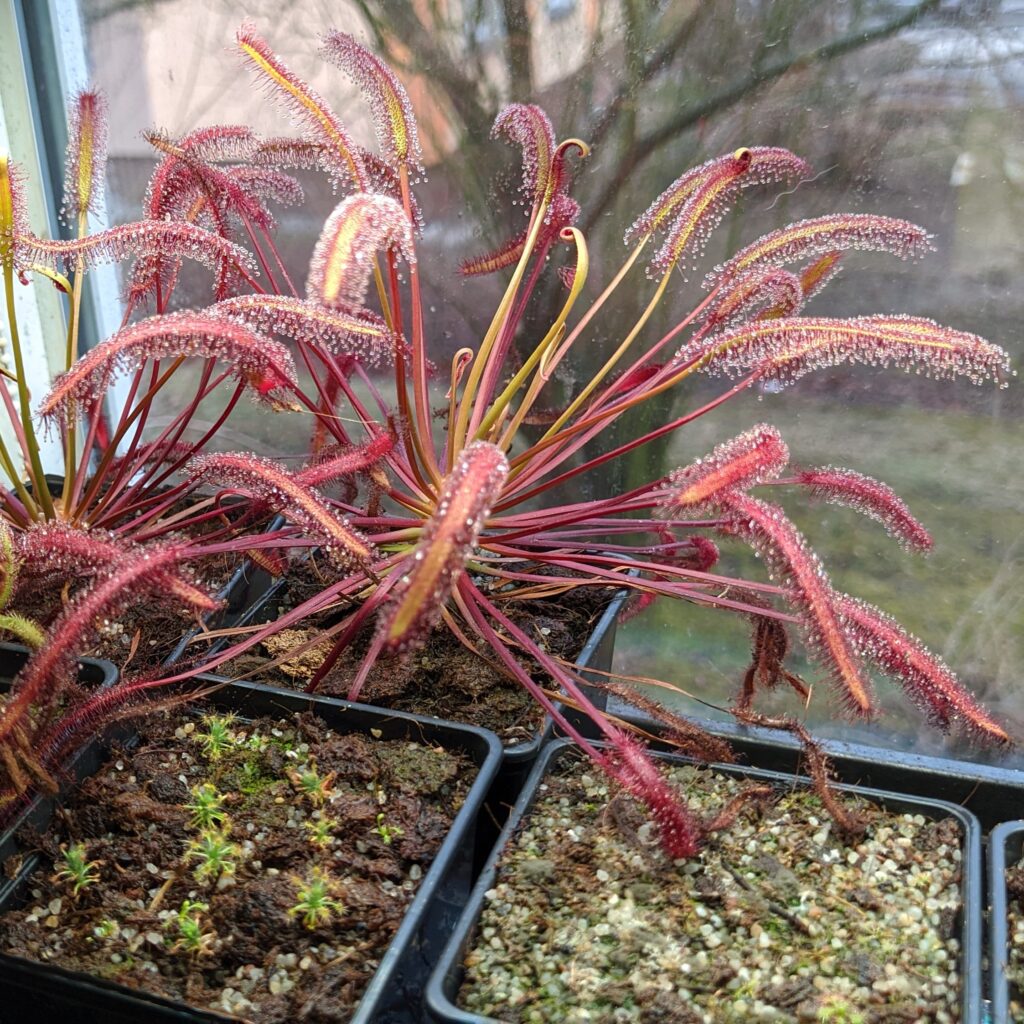 Drosera capensis "All red"
