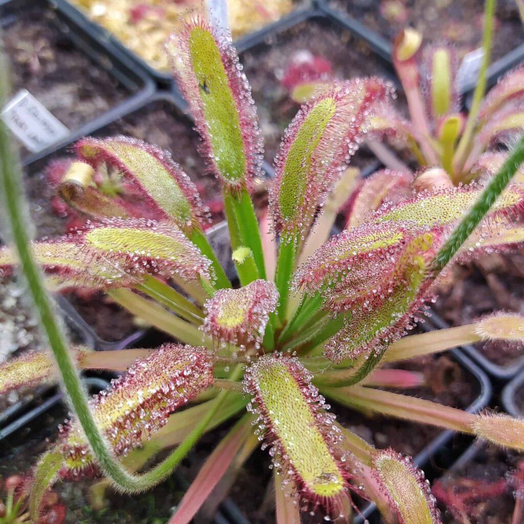 Drosera capensis {Bainskloof}