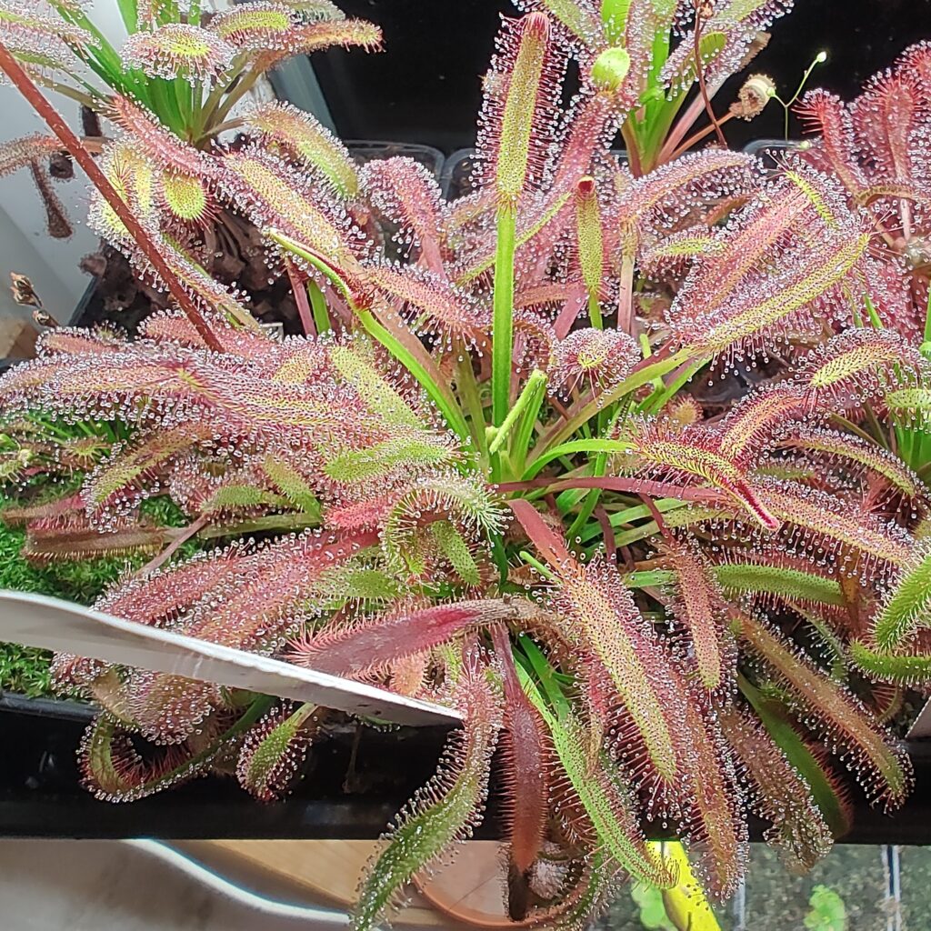 Drosera capensis {Cederberg, Western Cape, South Africa}