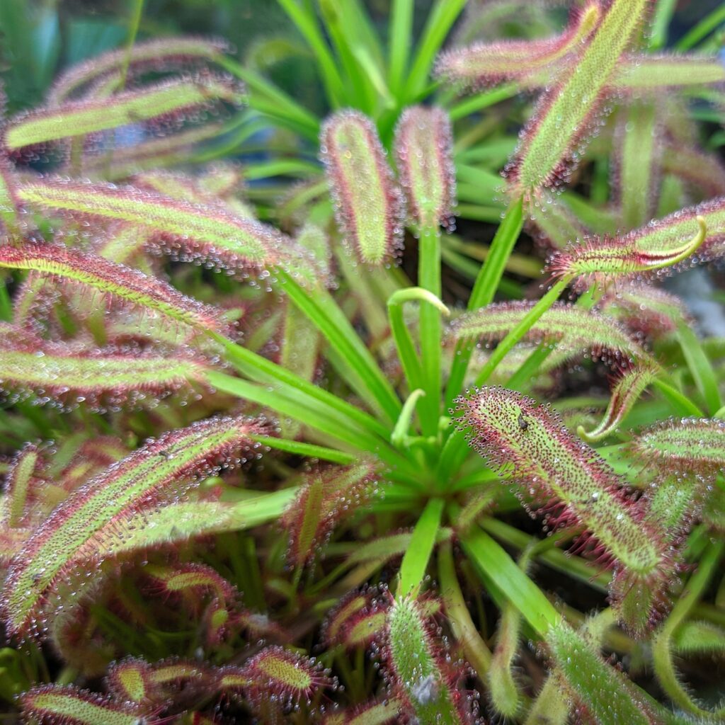 Drosera capensis "Compact leaf"