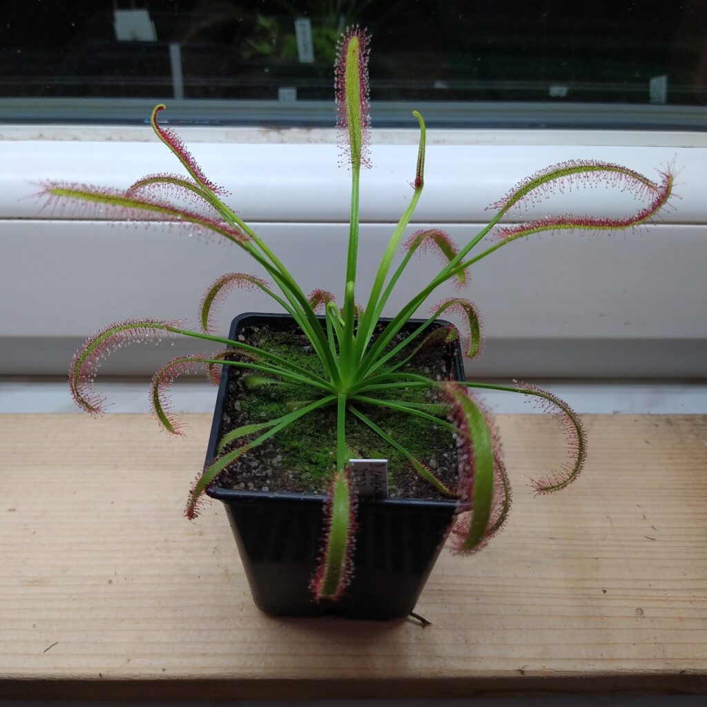 Drosera capensis {Theewaterskloof Dam}