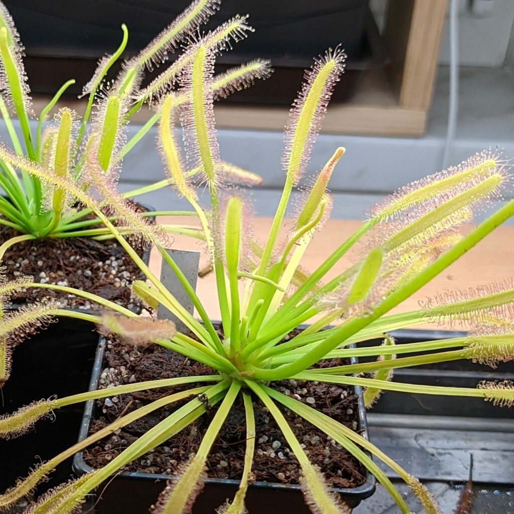 Drosera capensis "White flower"