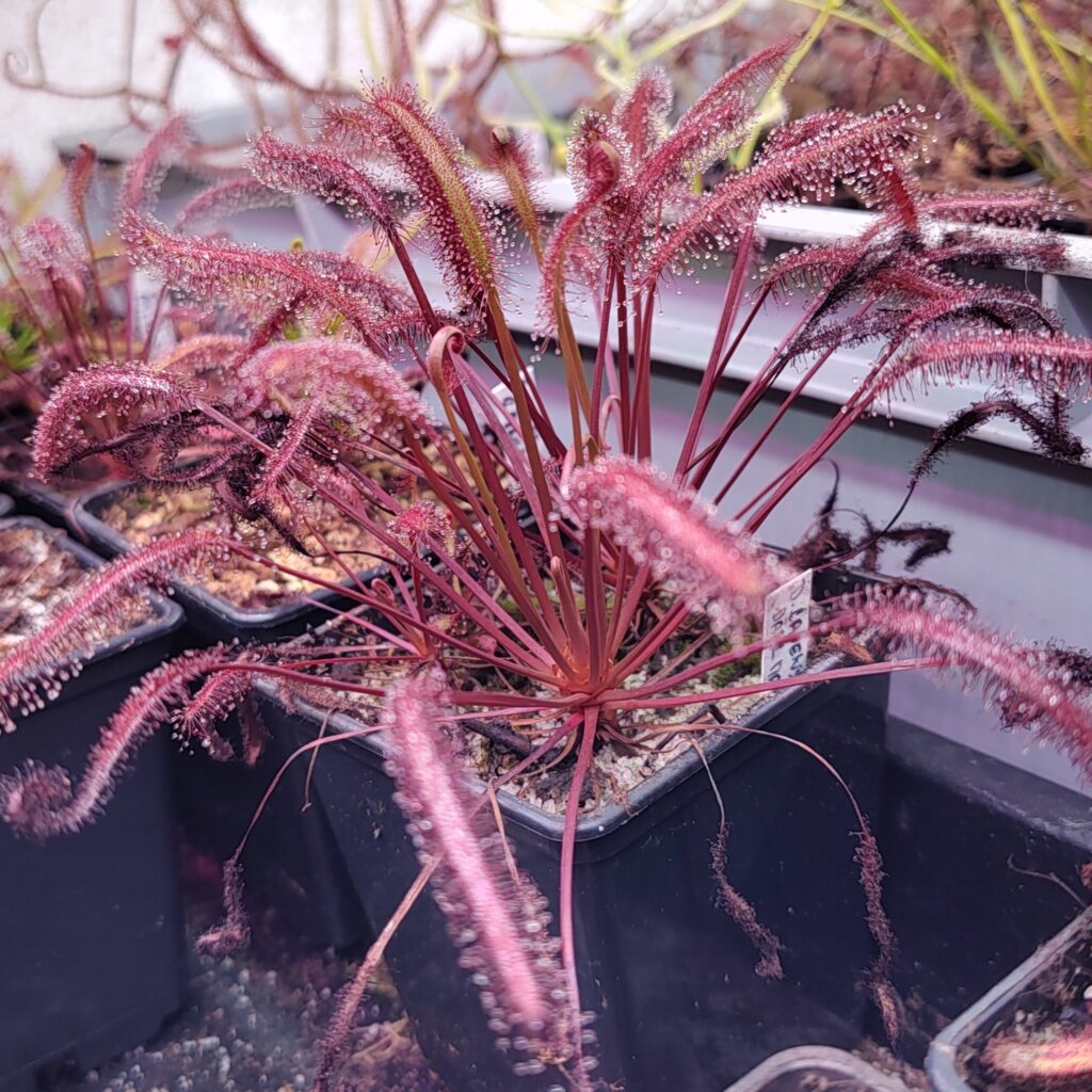 Drosera capensis 'Dark maroon plant'