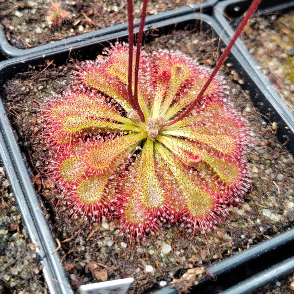 Drosera capillaris {Costa Rica}