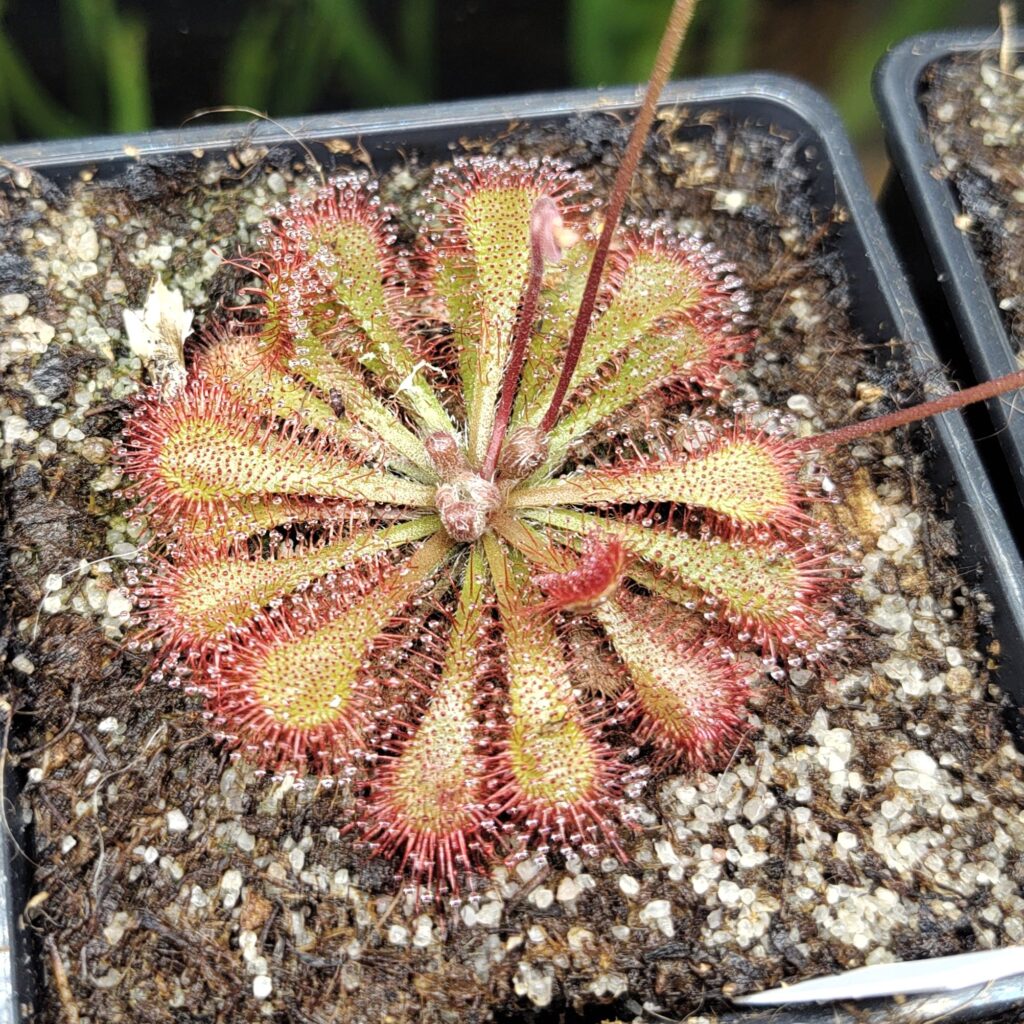 Drosera capillaris {Savane du Cavalet, French Guiana}