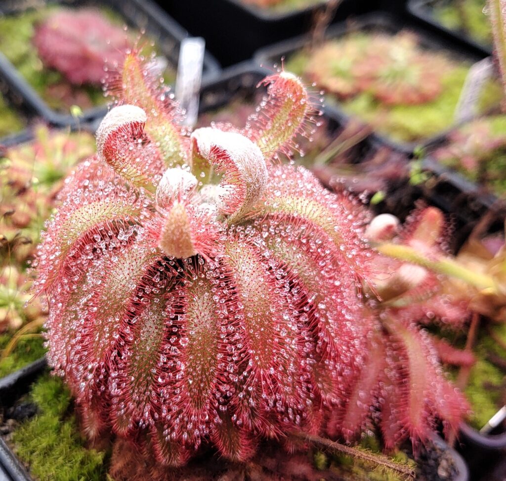 Drosera chimaera {Cristalia, MG}
