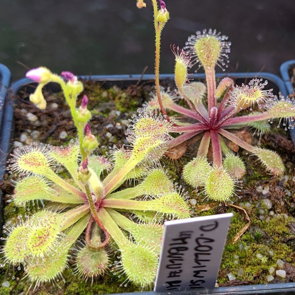 Drosera collinsiae {Mbuluzi River, Swaziland}