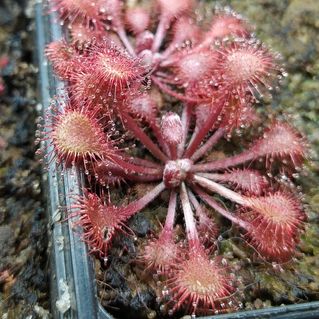 Drosera collinsiae {Usuthu River}